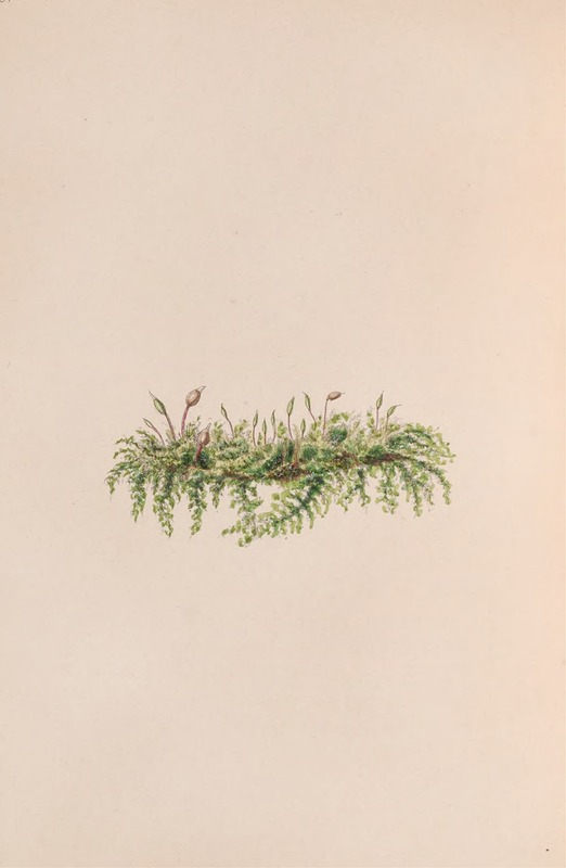 Mistletoe by John Stevens Henslow, 1840 — digital art print download