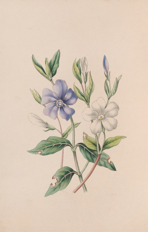 Periwinkle by John Stevens Henslow, 1840 — digital art print download