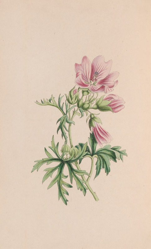 Small Blndweed, Or Field Convolvulus by John Stevens Henslow, 1840 — digital art print download