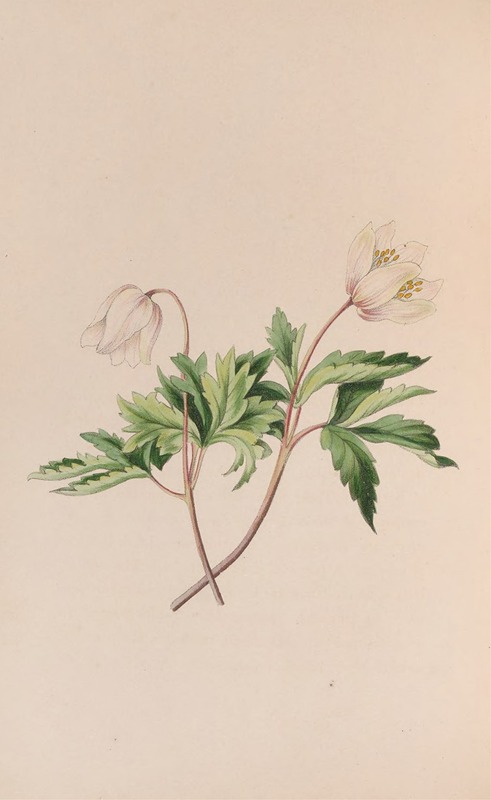 Wood Anemone by John Stevens Henslow, 1840 — digital art print download