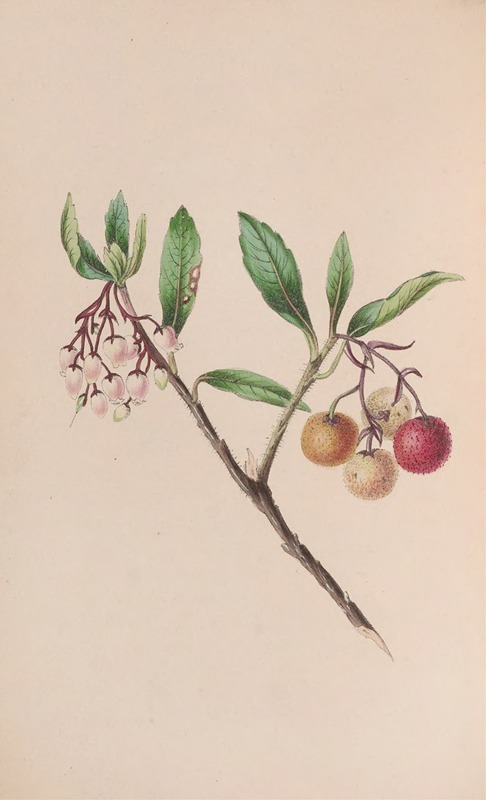 Yew by John Stevens Henslow, 1840 — digital art print download