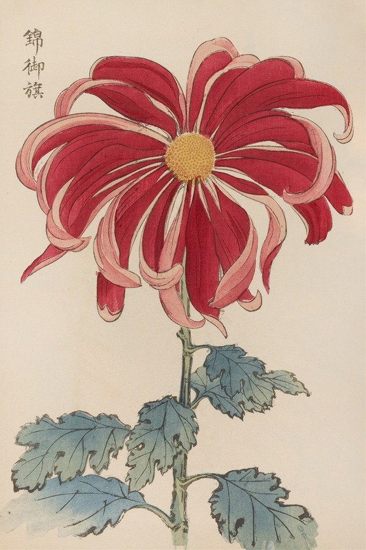 Keika hyakugiku, Pl.01 by Keika Hasegawa, 1893 — digital art print download