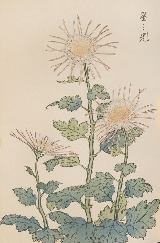 Keika hyakugiku, Pl.04 by Keika Hasegawa, 1893 — digital art print download