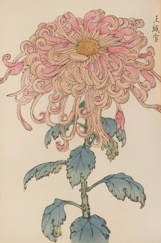 Keika hyakugiku, Pl.06 by Keika Hasegawa, 1893 — digital art print download