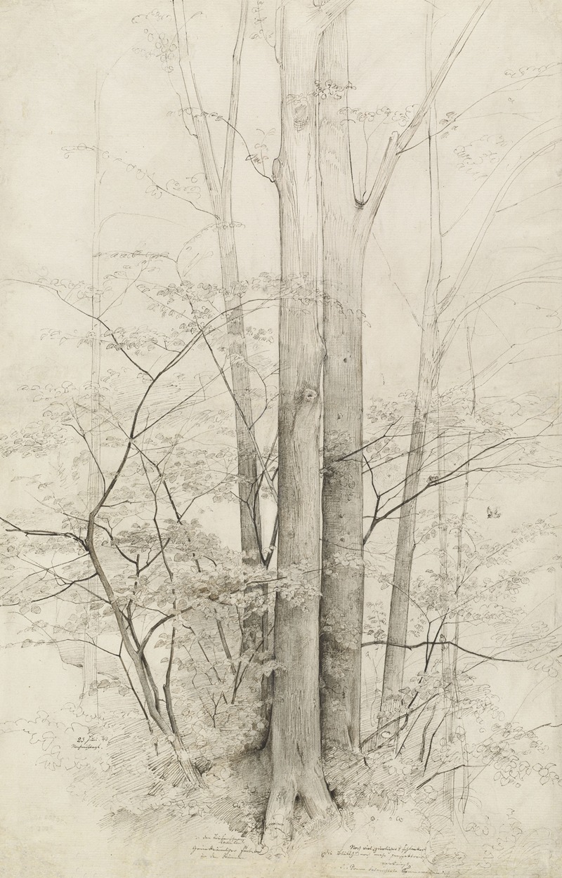 A Stand of Trees by Генрих Дребер, 1840 — digital art print download