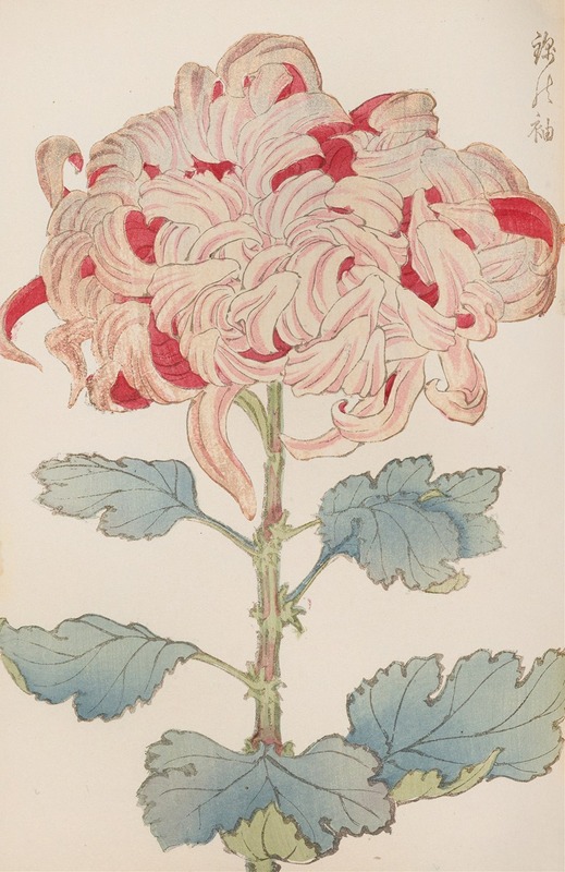 Keika hyakugiku, Pl.13 by Keika Hasegawa, 1893 — digital art print download