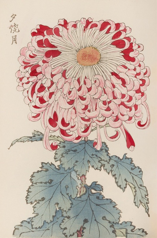 Keika hyakugiku, Pl.16 by Keika Hasegawa, 1893 — digital art print download