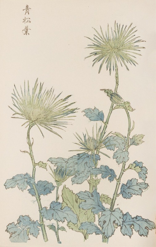 Keika hyakugiku, Pl.18 by Keika Hasegawa, 1893 — digital art print download
