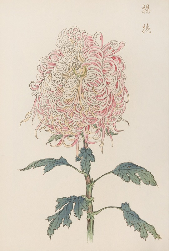 Keika hyakugiku, Pl.22 by Keika Hasegawa, 1893 — digital art print download