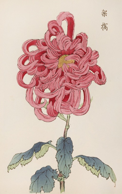 Keika hyakugiku, Pl.25 by Keika Hasegawa, 1893 — digital art print download