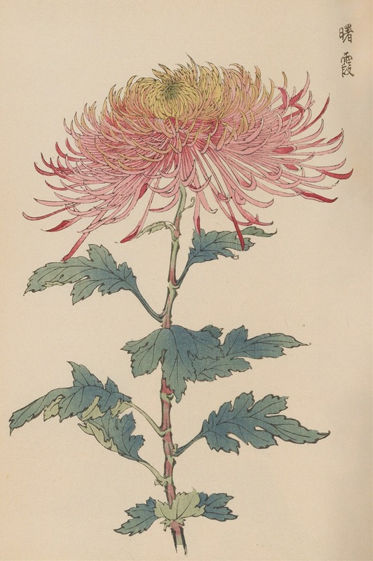 Keika hyakugiku, Pl.32 by Keika Hasegawa, 1893 — digital art print download