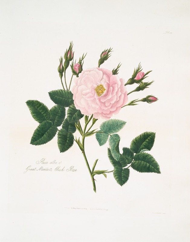 Rosa alba or Great maiden's blush rose. — Mary Lawrance