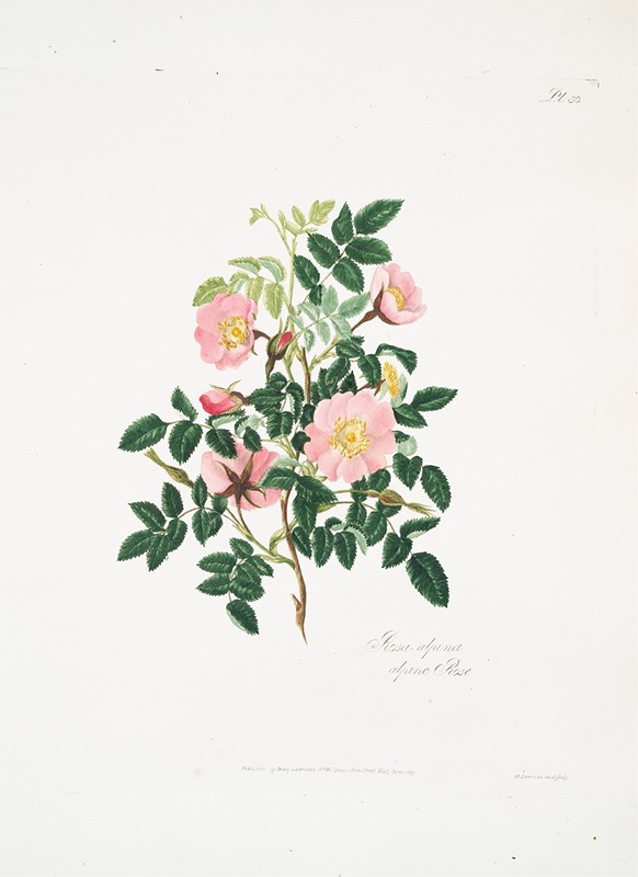 Rosa alpina by Mary Lawrance, 1799 — digital art print download