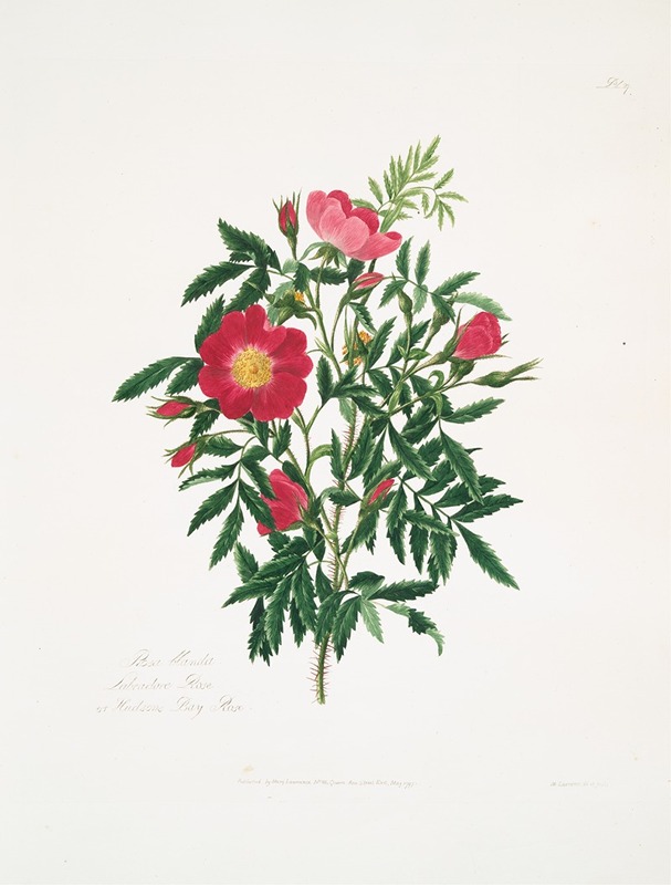 Rosa blanda by Mary Lawrance, 1799 — digital art print download