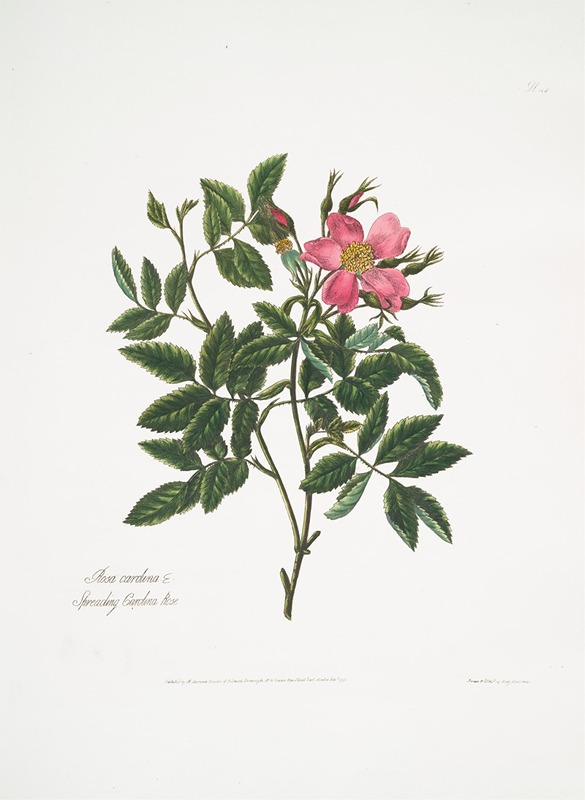 Rosa cardina by Mary Lawrance, 1799 — digital art print download