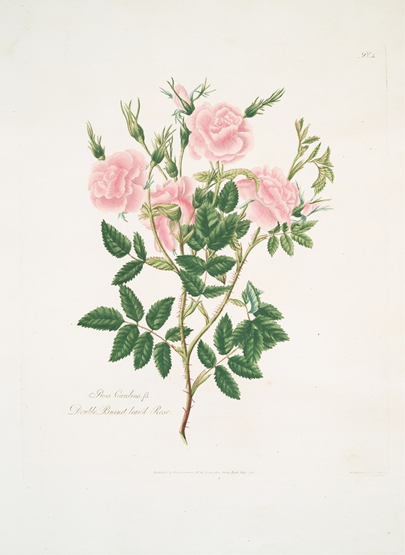 Rosa Carolina by Mary Lawrance, 1799 — digital art print download