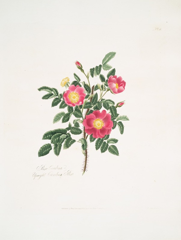 Rosa carolina3 by Mary Lawrance, 1799 — digital art print download