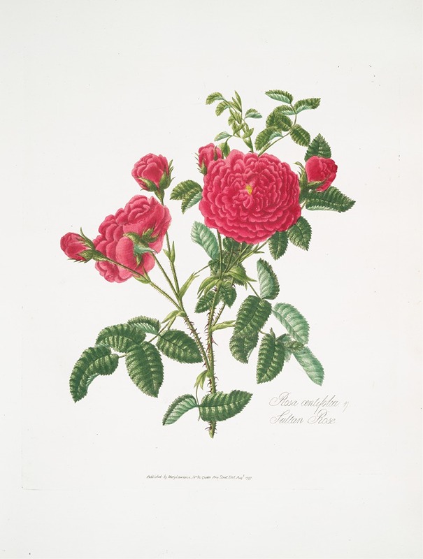 Rosa centifolia3 by Mary Lawrance, 1799 — digital art print download