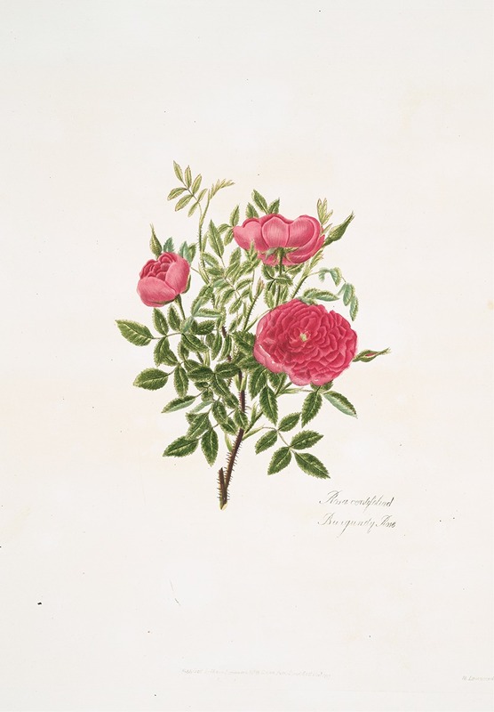 Rosa centifolia5 by Mary Lawrance, 1799 — digital art print download