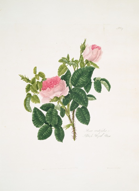 Rosa centifolia7 by Mary Lawrance, 1799 — digital art print download