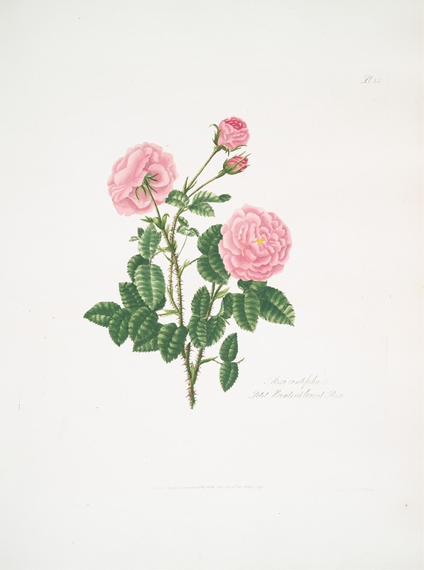 Rosa centifolia8 by Mary Lawrance, 1799 — digital art print download