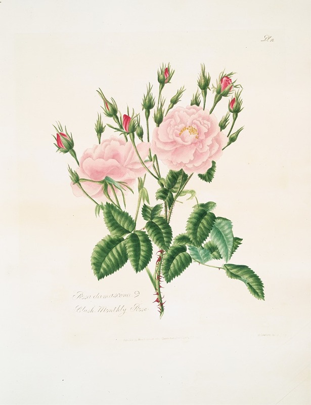 Rosa damascena3 by Mary Lawrance, 1799 — digital art print download