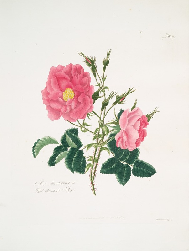 Rosa damascena4 by Mary Lawrance, 1799 — digital art print download
