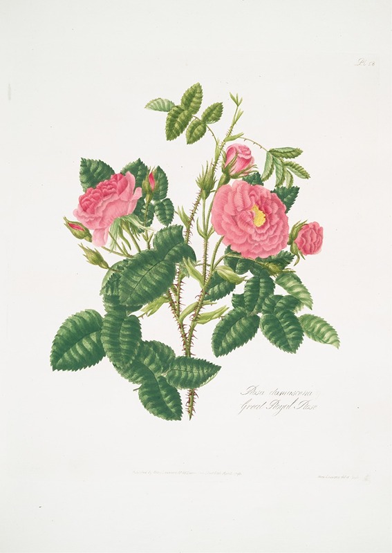 Rosa damascena6 by Mary Lawrance, 1799 — digital art print download