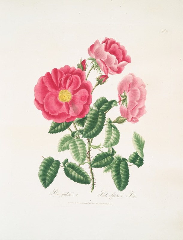 Rosa gallica. by Mary Lawrance, 1799 — digital art print download