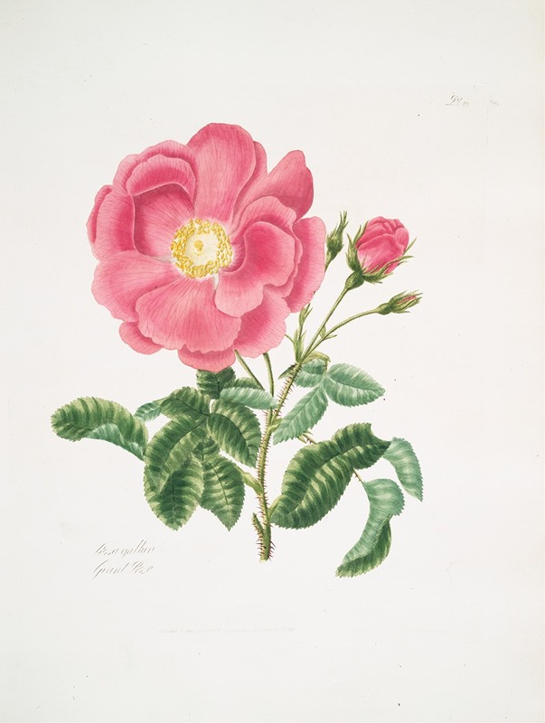 Rosa gallica2 by Mary Lawrance, 1799 — digital art print download