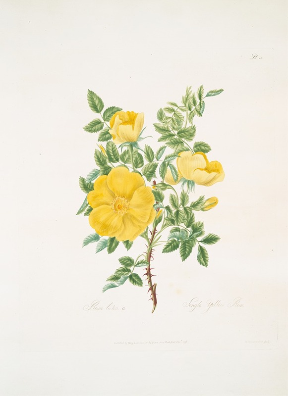 Rosa lutea by Mary Lawrance, 1799 — digital art print download