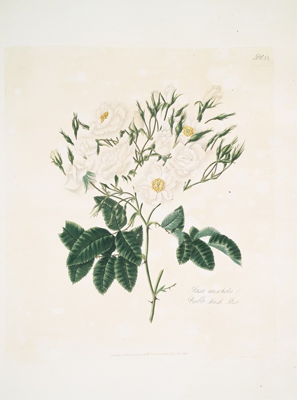 Rosa moschata by Mary Lawrance, 1799 — digital art print download