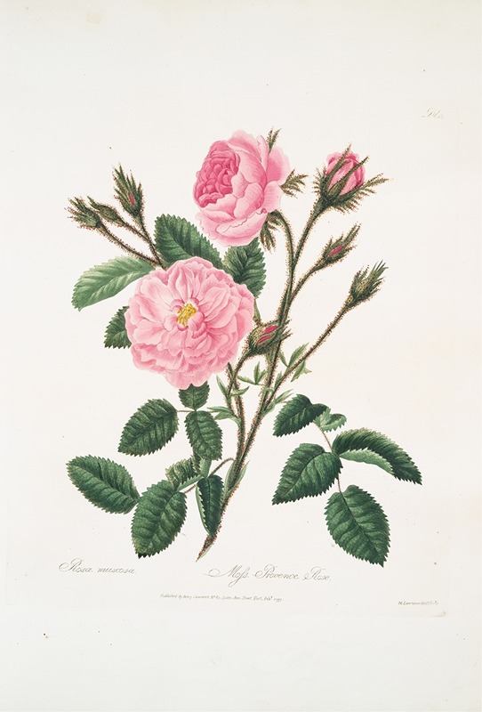 Rosa muscosa by Mary Lawrance, 1799 — digital art print download
