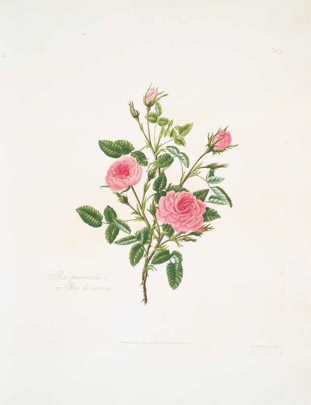 Rosa provincialis or Rose de meaux. — Mary Lawrance
