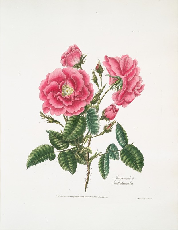Rosa provincialis3 by Mary Lawrance, 1799 — digital art print download