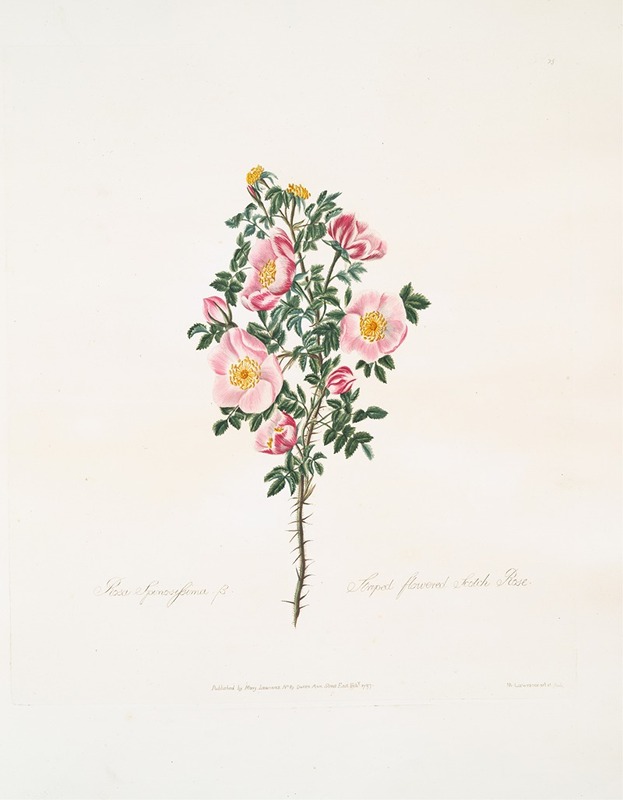 Rosa spinosissima by Mary Lawrance, 1799 — digital art print download