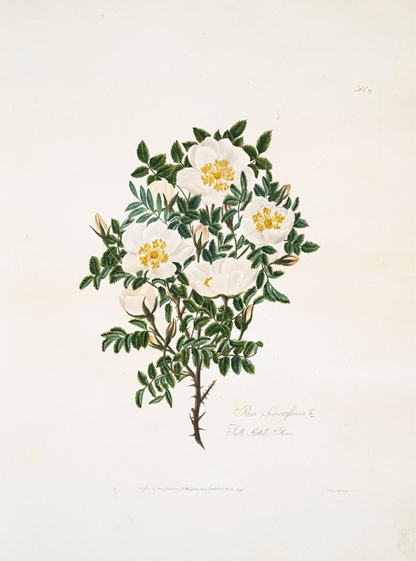 Rosa spinosissima2 by Mary Lawrance, 1799 — digital art print download