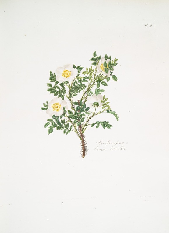 Rosa spinosissima3 by Mary Lawrance, 1799 — digital art print download