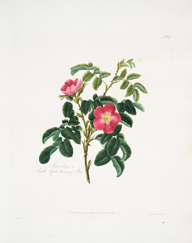 Rosa villosa2 by Mary Lawrance, 1799 — digital art print download