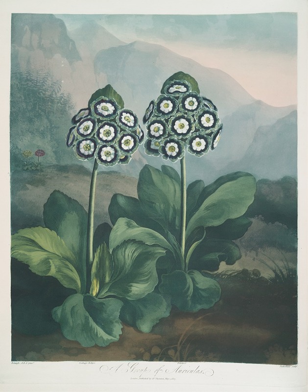 A Group Of Auriculas. by Robert John Thornton, 1799–1807 — digital art print download
