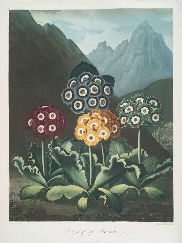 A Group Of Auriculas by Robert John Thornton, 1799–1807 — digital art print download