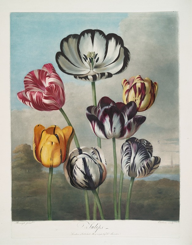 A Group Of Tulips. by Robert John Thornton, 1799–1807 — digital art print download