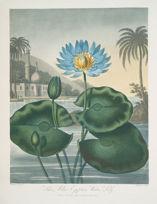 The Blue Egyptian Water-Lily — Robert John Thornton