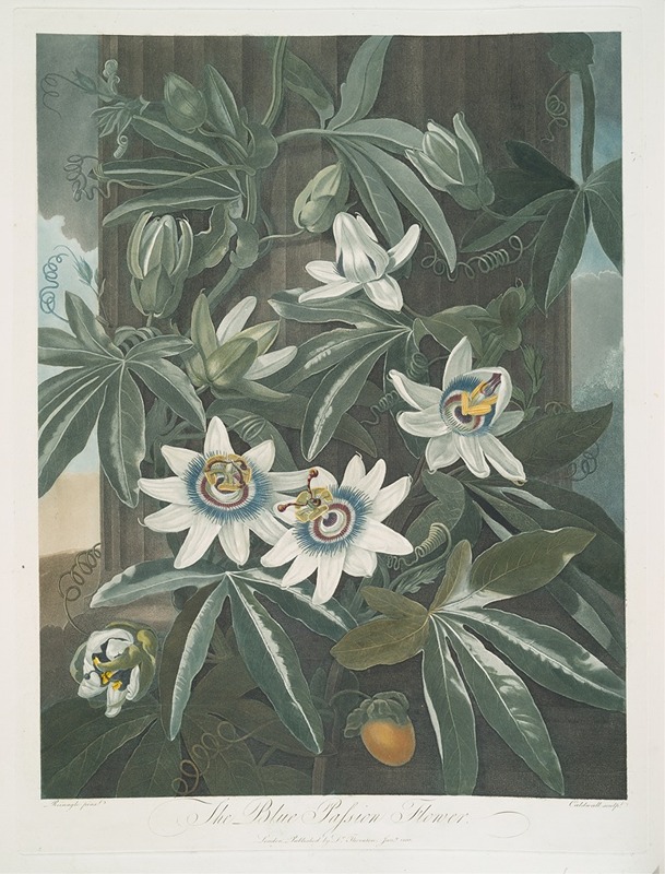 The Blue Passion Flower. by Robert John Thornton, 1799–1807 — digital art print download