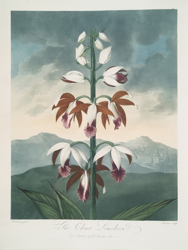The China Limodoron by Robert John Thornton, 1799–1807 — digital art print download