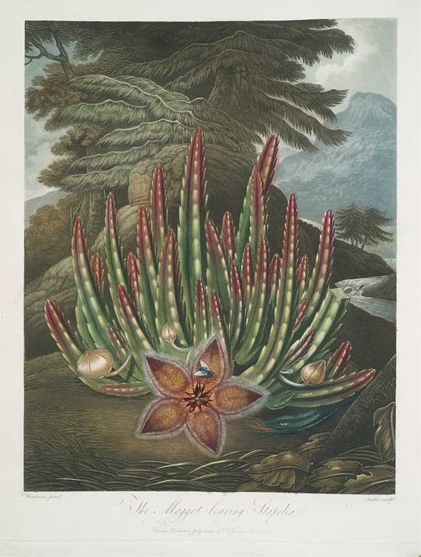 The Maggot Bearing Stapelia — Robert John Thornton