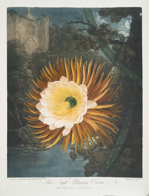 The Night-Blowing Cereus by Robert John Thornton, 1799–1807 — digital art print download