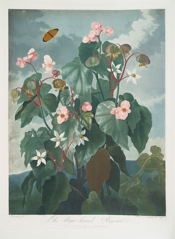 The Oblique-Leaved Begonia by Robert John Thornton, 1799–1807 — digital art print download