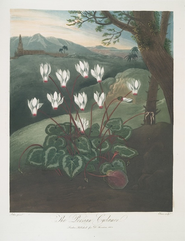 The Persian Cyclamen by Robert John Thornton, 1799–1807 — digital art print download