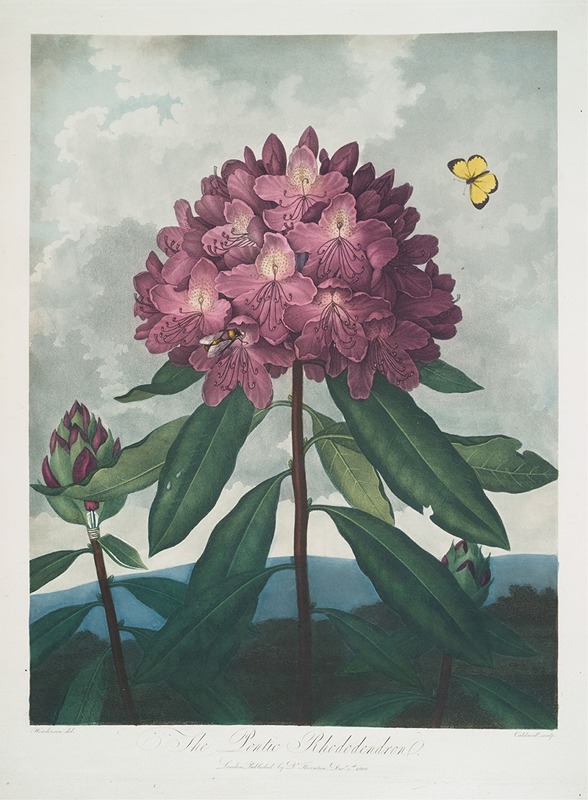 The Pontic Rhododendron. by Robert John Thornton, 1799–1807 — digital art print download